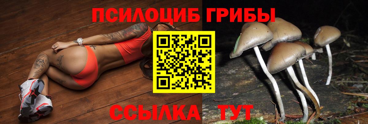 где продают наркотики  Галлюциногенные грибы мухоморы  Вход с VPN  Павлово  Псилоцибиновые грибы Psilocybe 